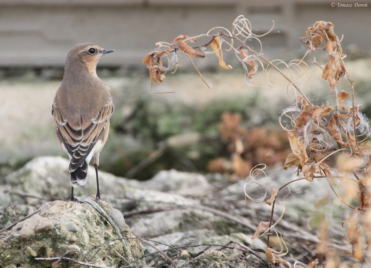 Northern Wheatear - ML204980271