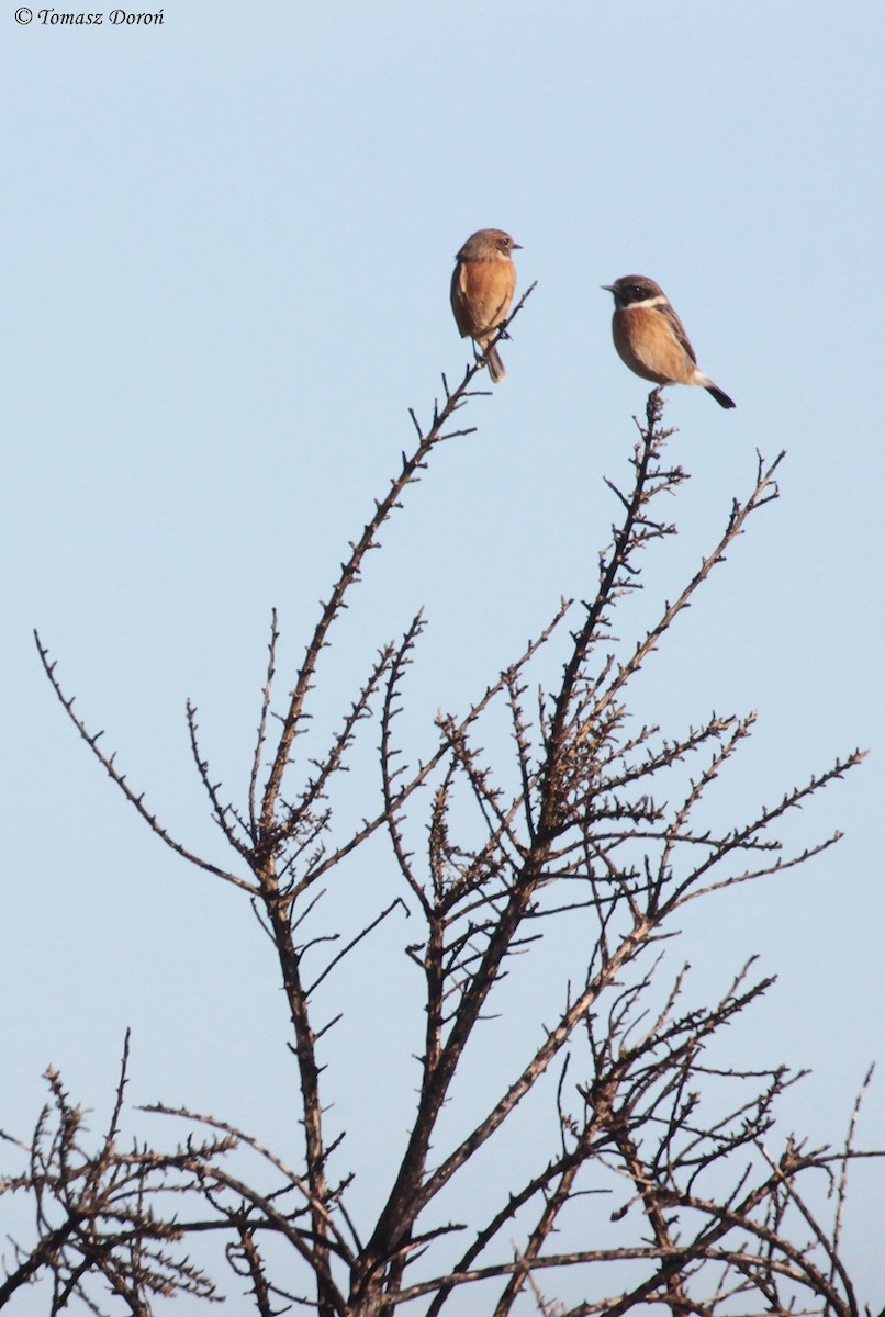 European Stonechat - ML204980281