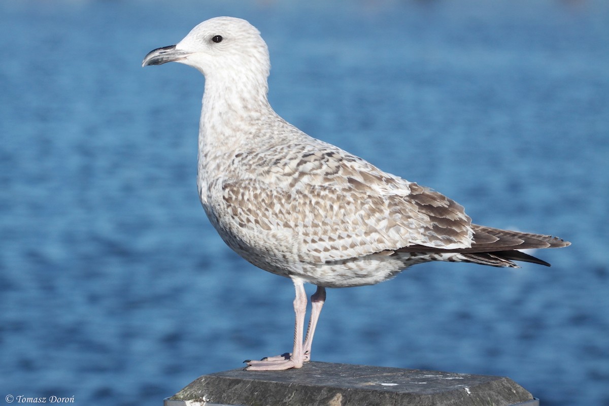 European Herring Gull - ML204980291