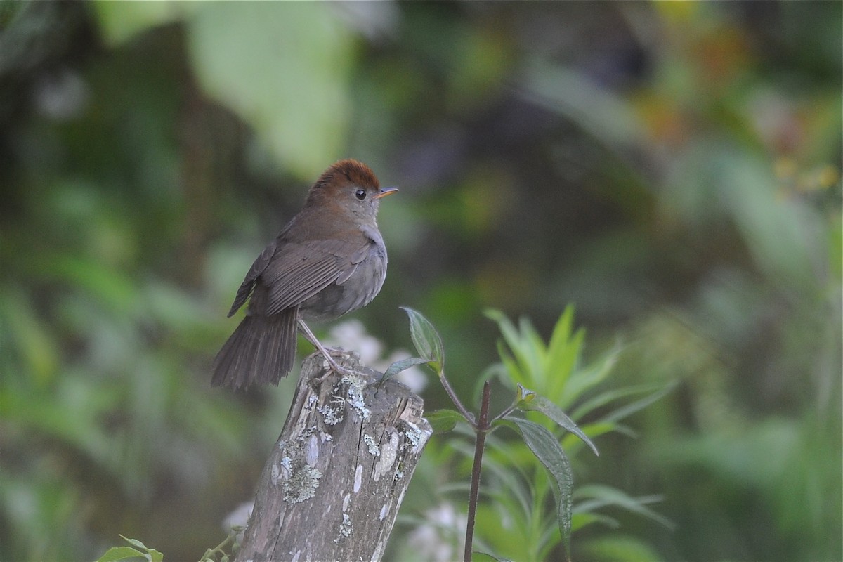 Ruddy-capped Nightingale-Thrush - Marc FASOL