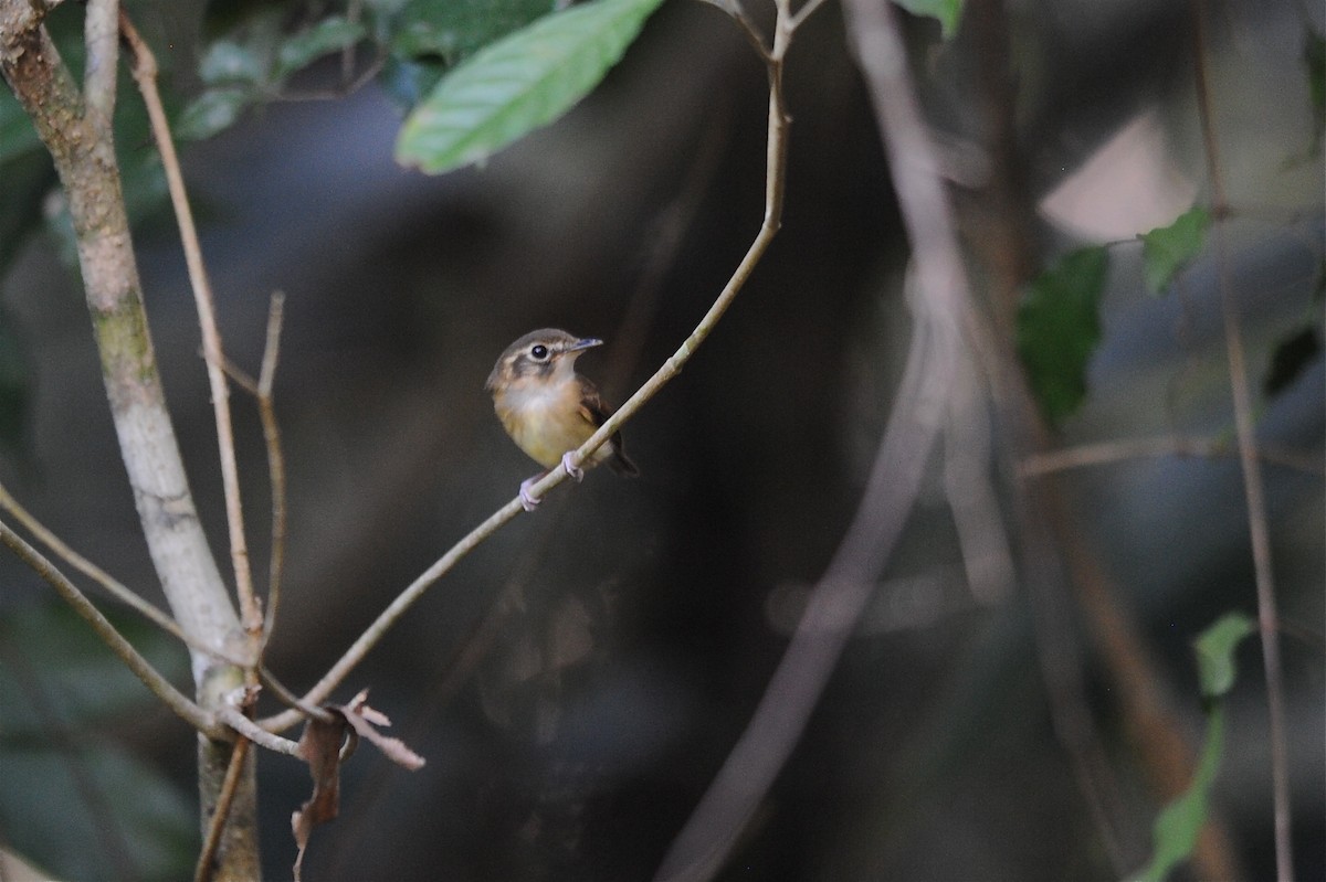 Stub-tailed Spadebill - ML204980391