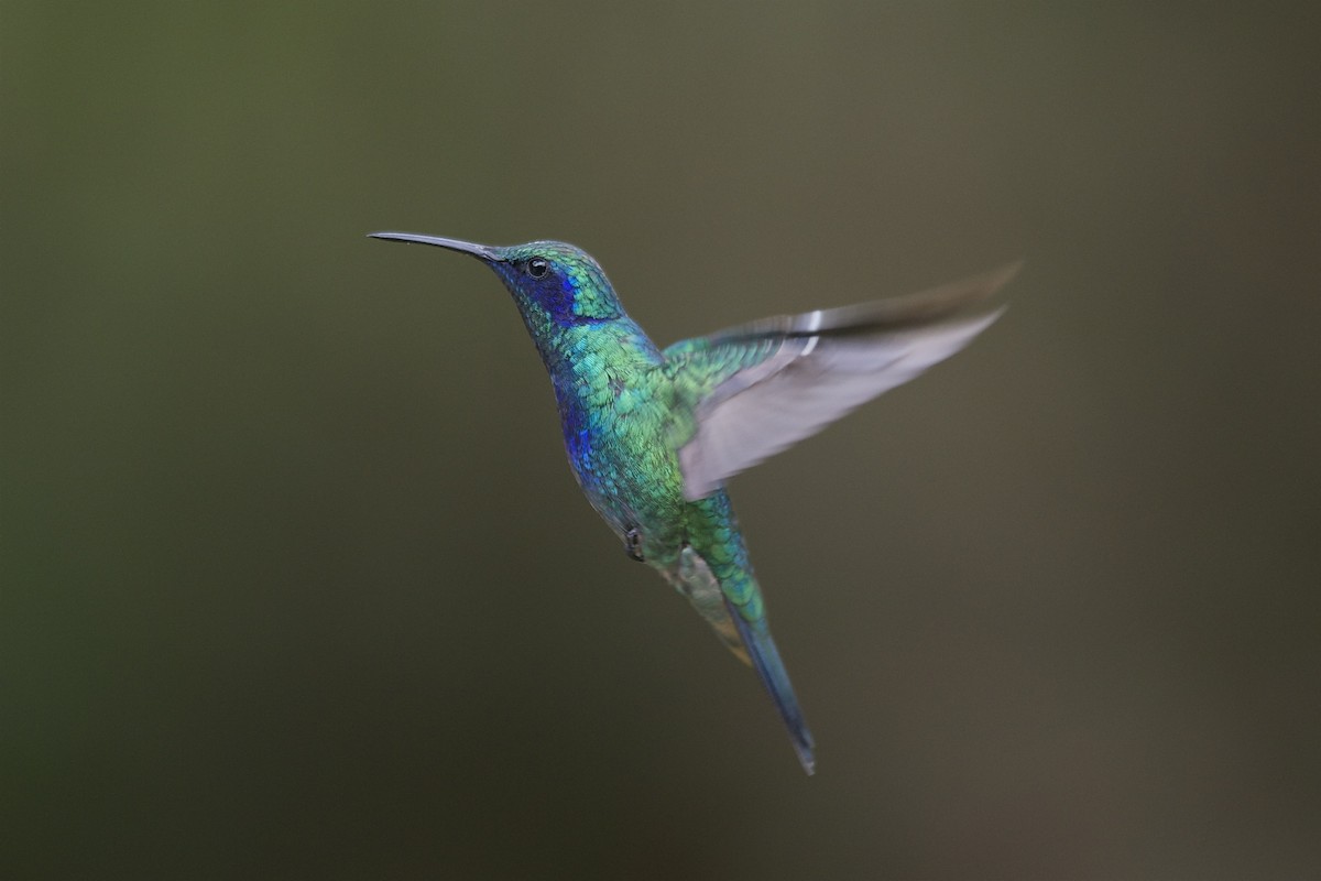 talassinkolibri - ML204980471