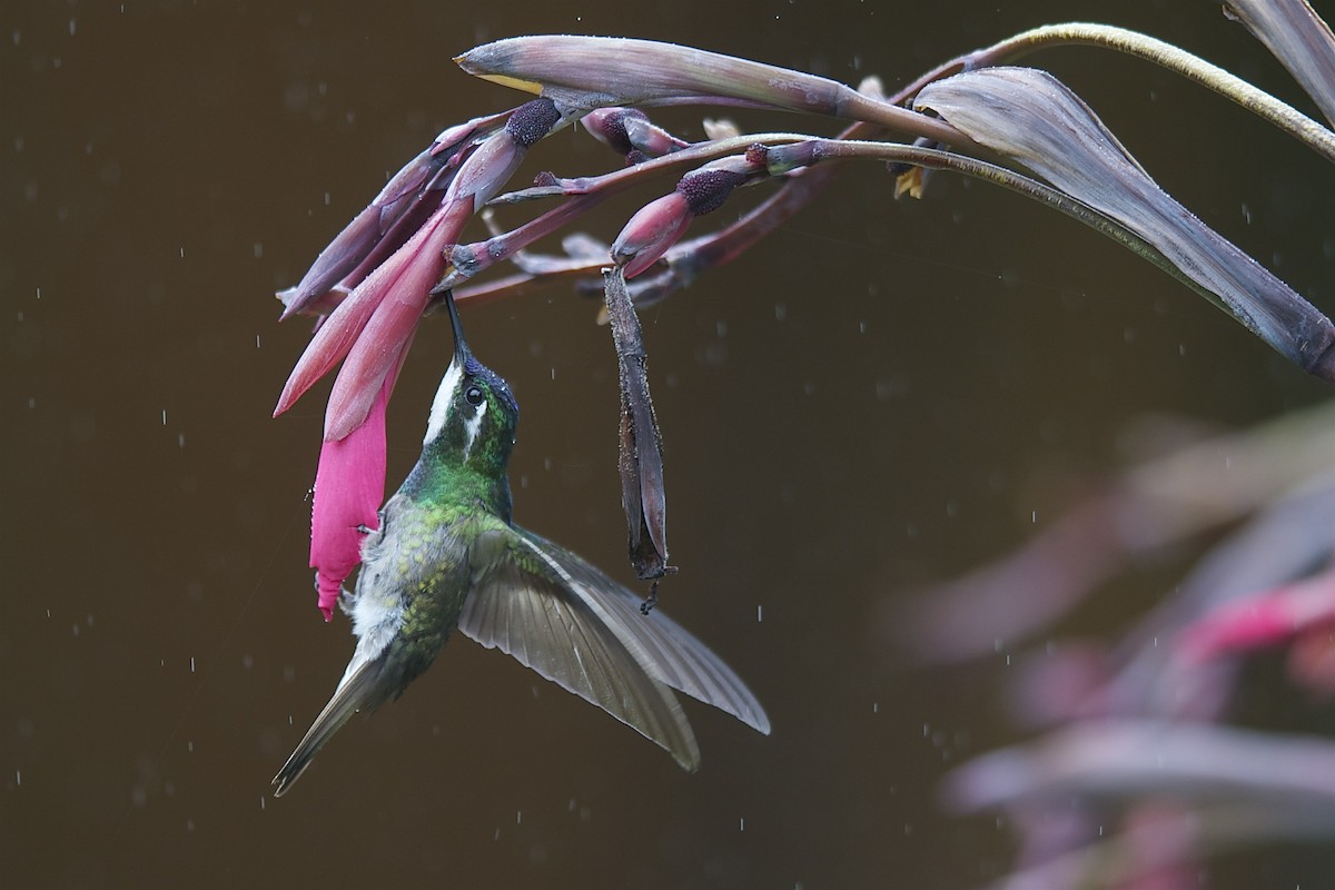 kolibřík pokřovní (ssp. cinereicauda) - ML204980641