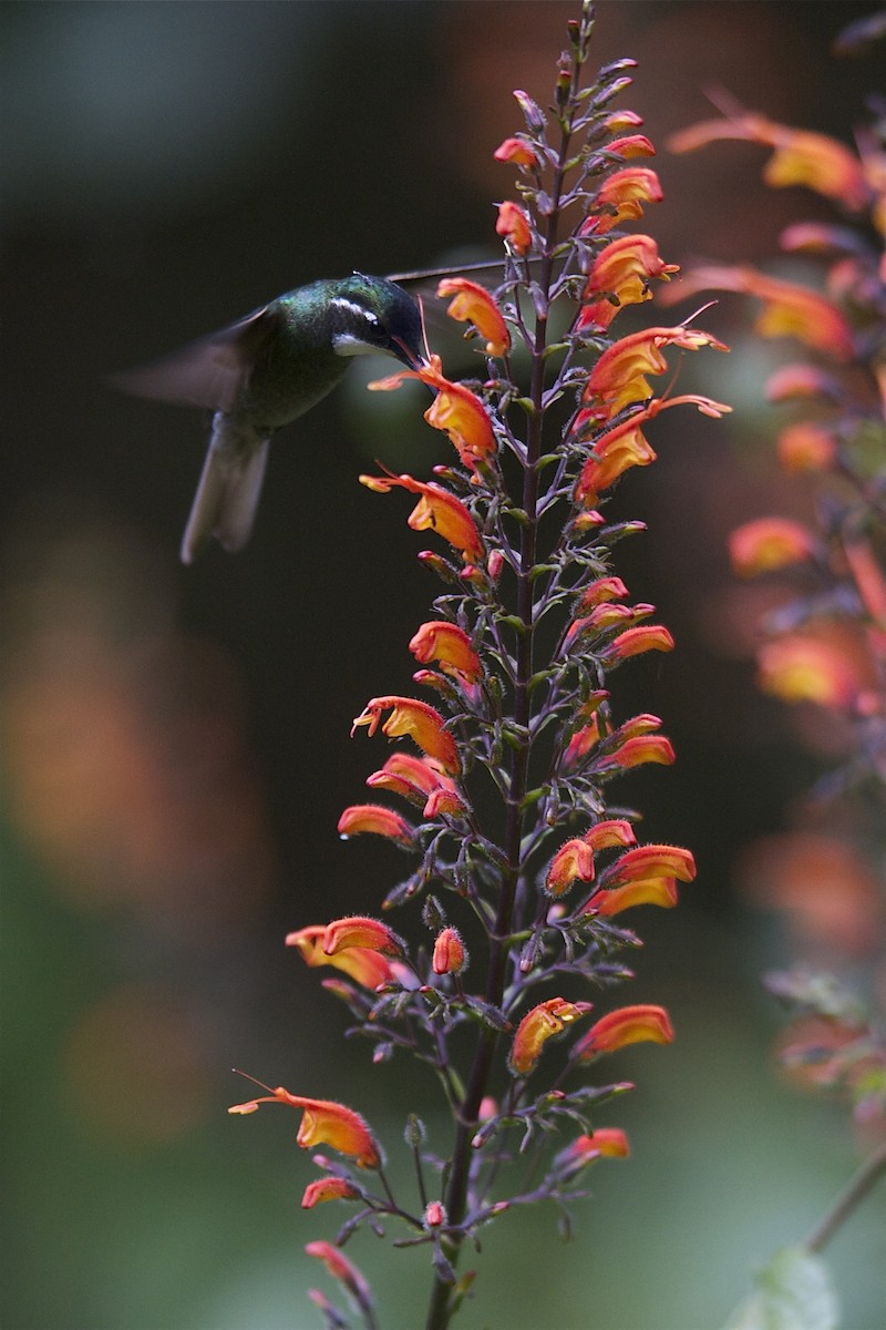kolibřík pokřovní (ssp. cinereicauda) - ML204980661