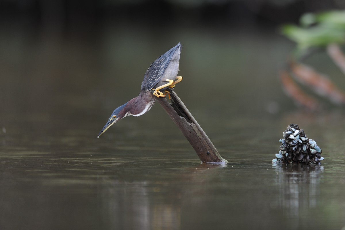 Green Heron (virescens/bahamensis) - ML204980761