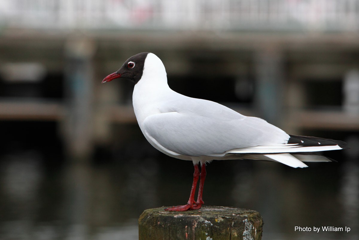 Mouette rieuse - ML204981401