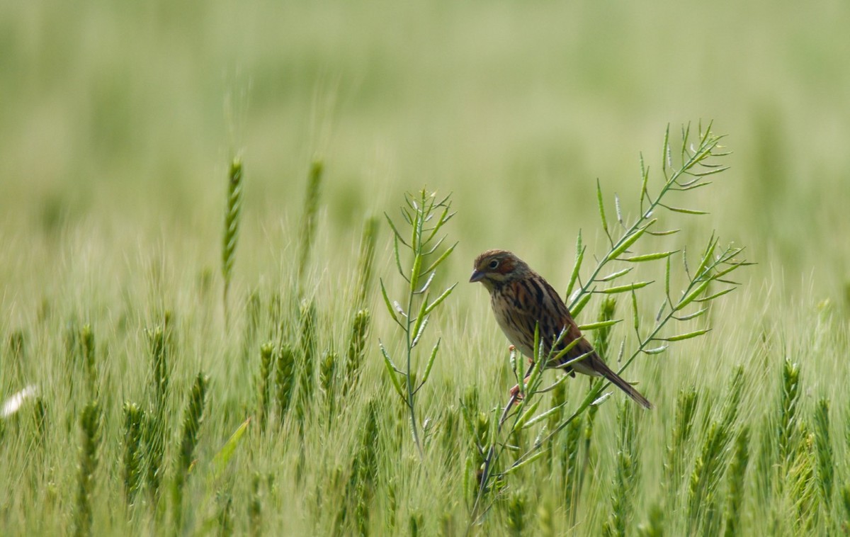 Chestnut-eared Bunting - ML204981541