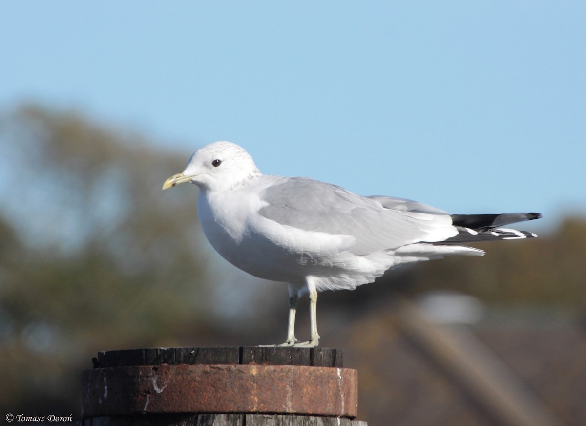 Common Gull - ML204982231