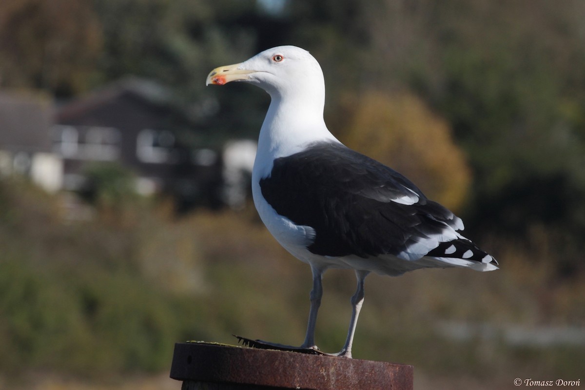 Great Black-backed Gull - ML204982241