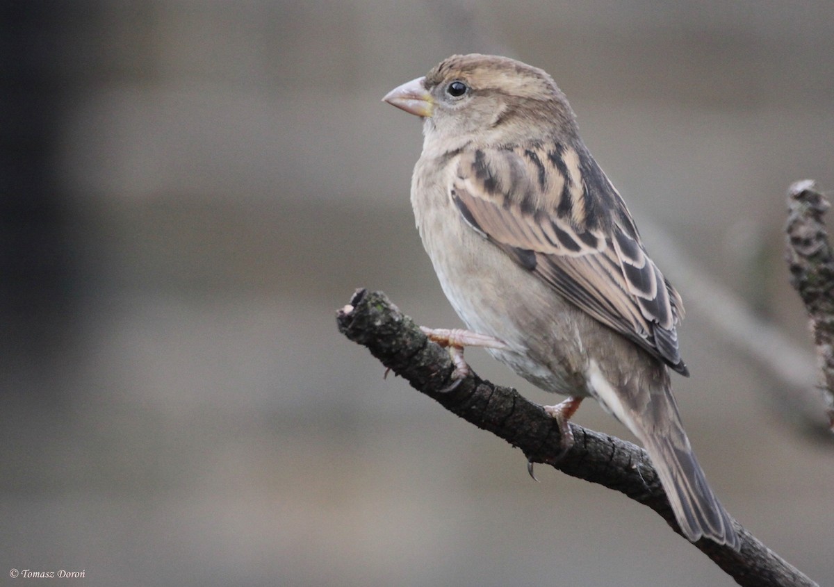 House Sparrow - ML204982251