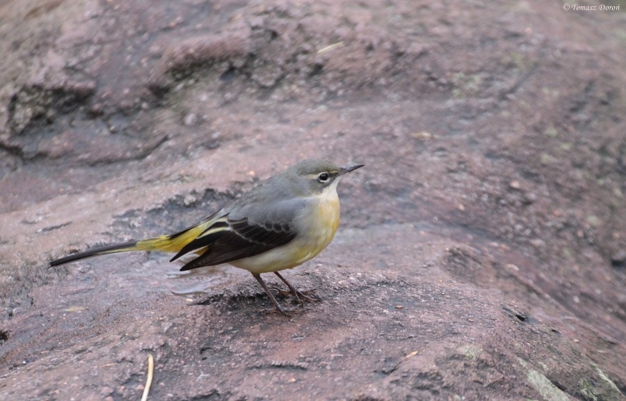 Gray Wagtail - ML204982261