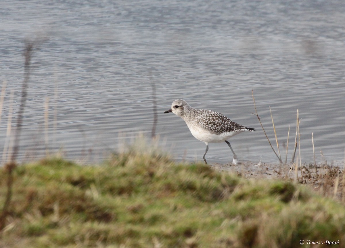 Black-bellied Plover - ML204982271