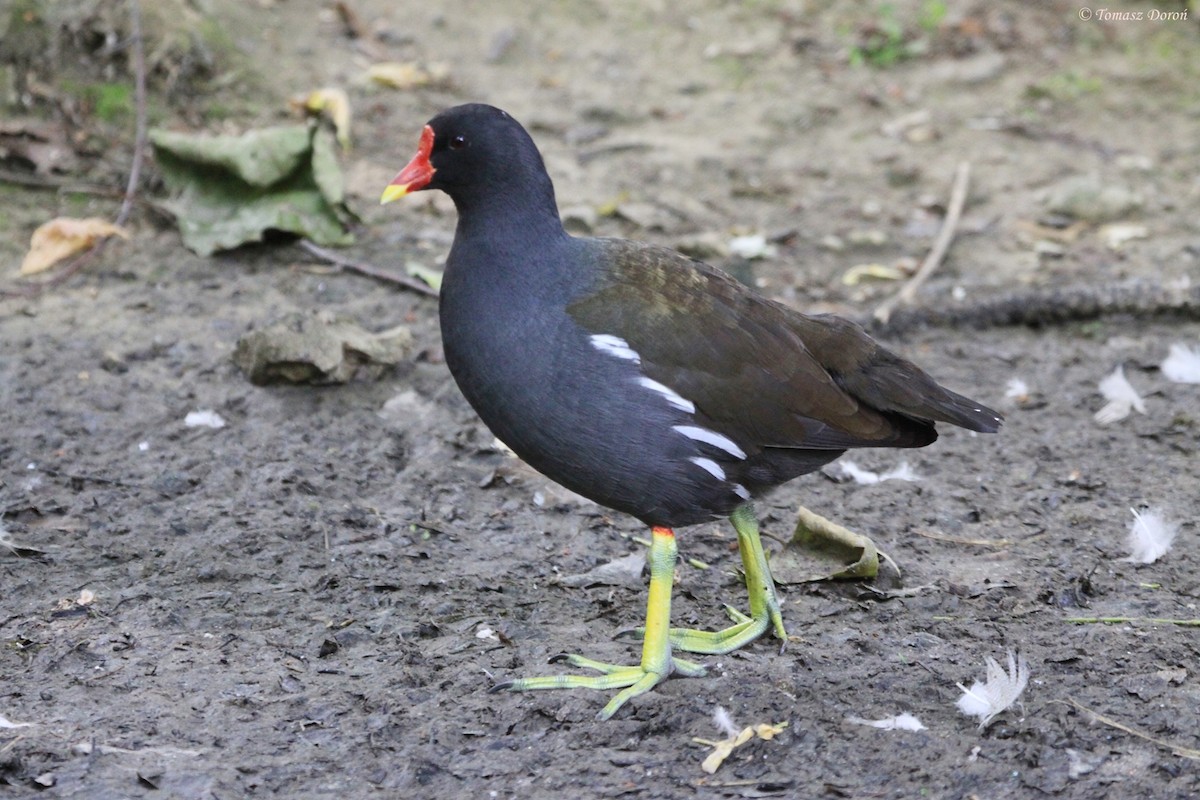 Eurasian Moorhen - ML204982281