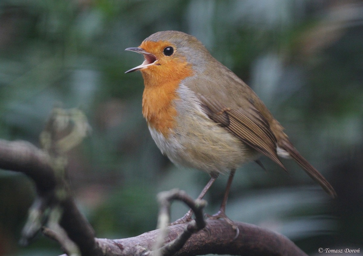 European Robin - ML204982301