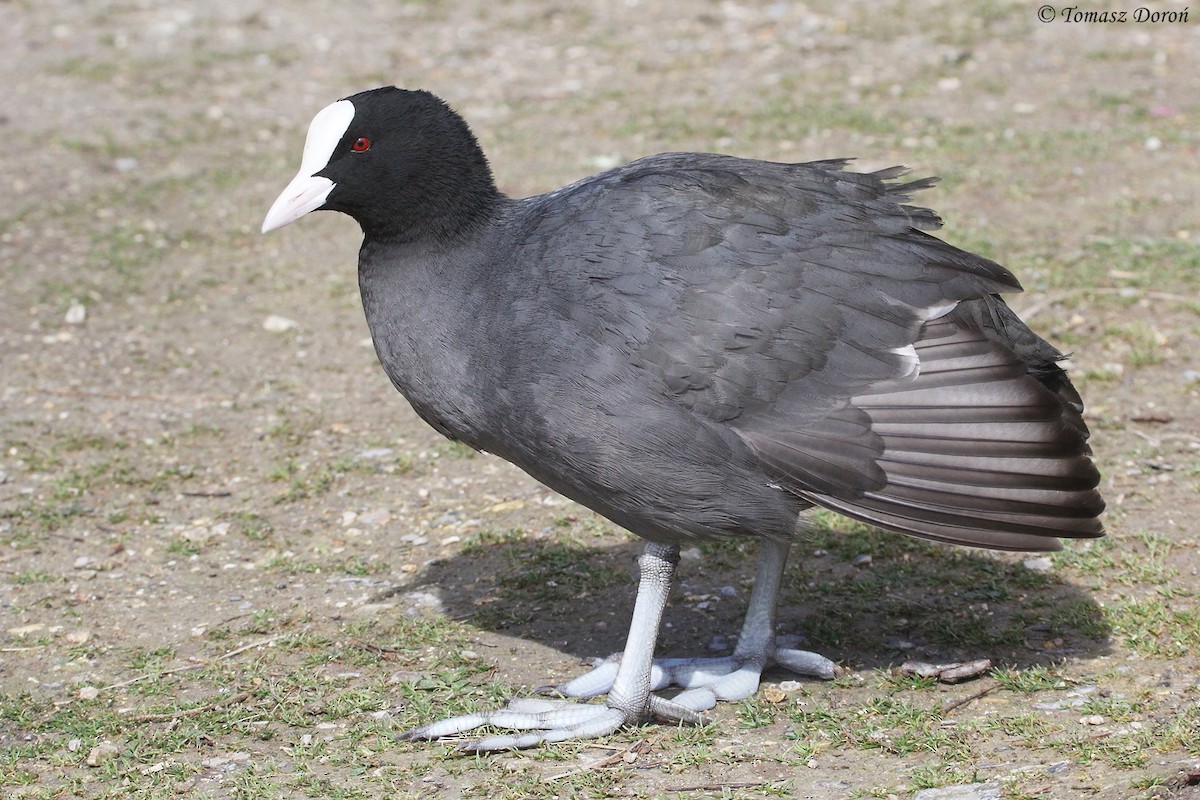 Eurasian Coot - ML204982311