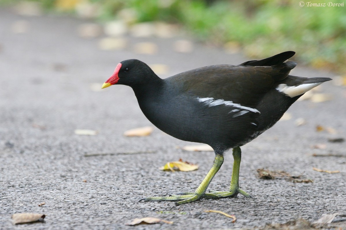 Eurasian Moorhen - ML204982321