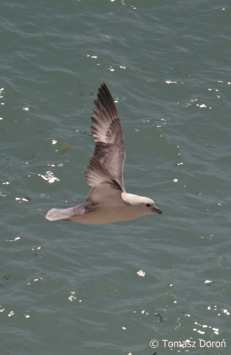 Northern Fulmar (Atlantic) - ML204982371