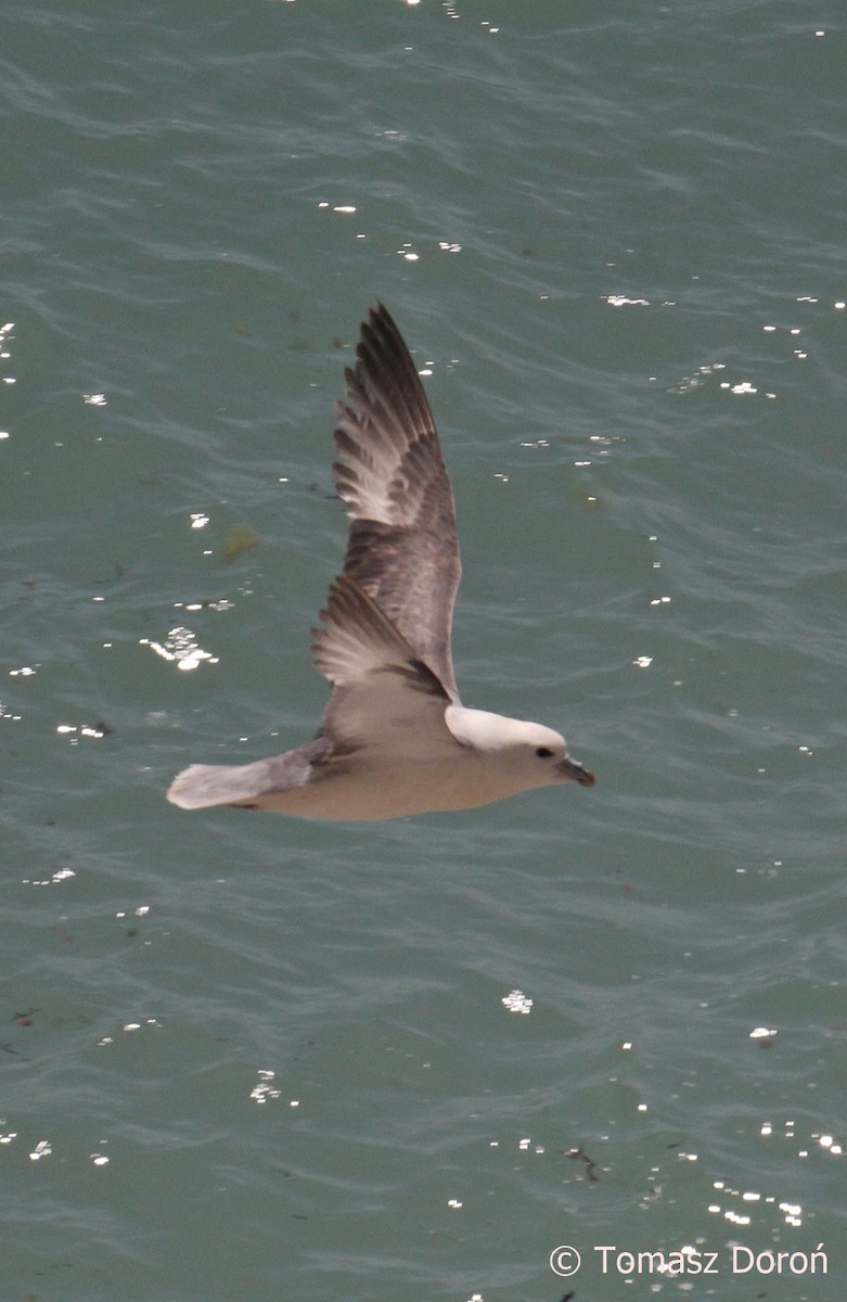 Northern Fulmar (Atlantic) - ML204982371