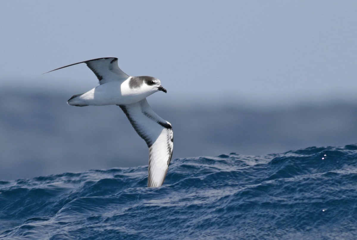 Stejneger's Petrel - David Fisher