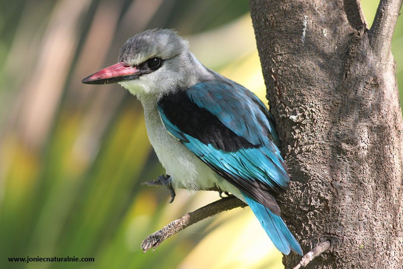 Woodland Kingfisher - ML204982511