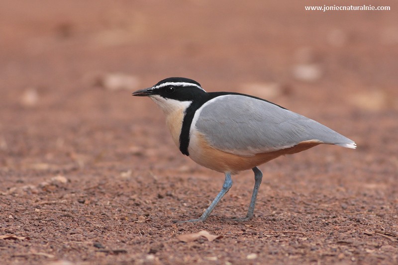 Egyptian Plover - ML204982611