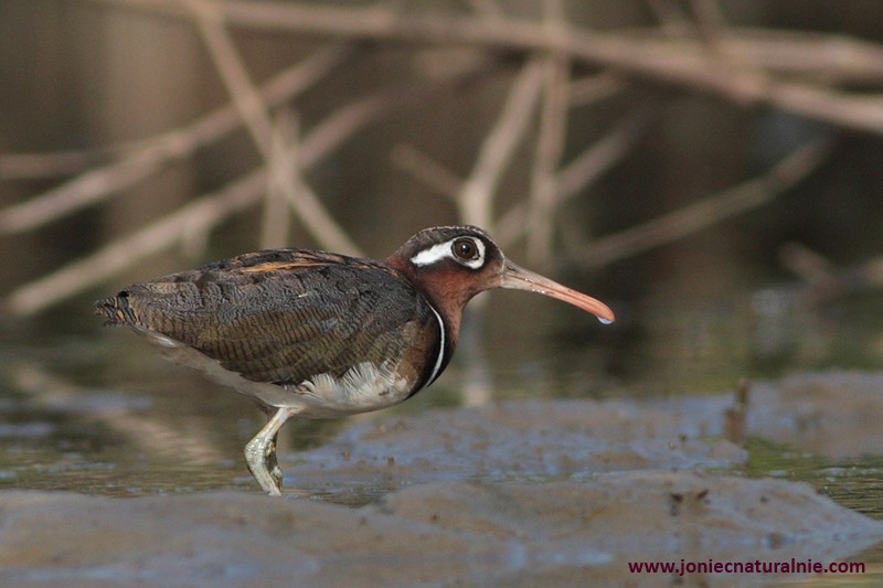 Greater Painted-Snipe - ML204982631