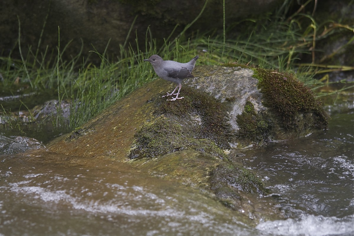 American Dipper (Costa Rican) - ML204982761