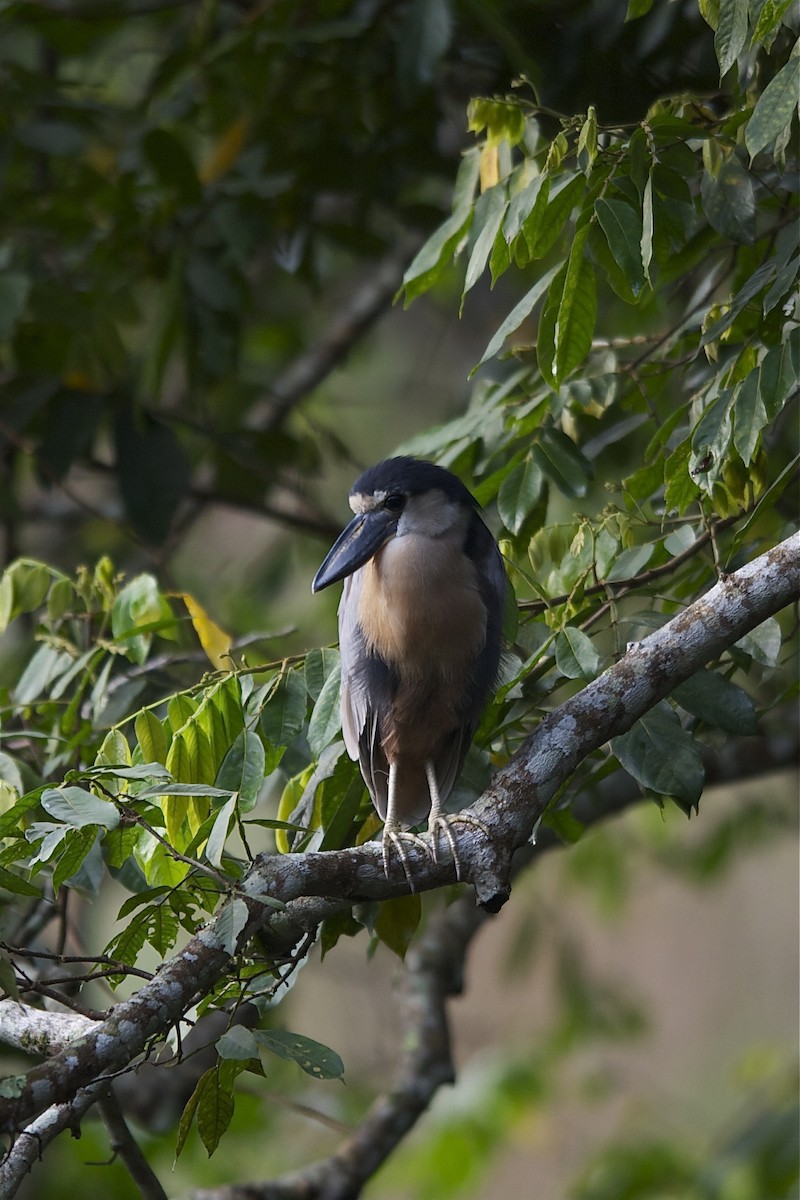 Boat-billed Heron - ML204982781