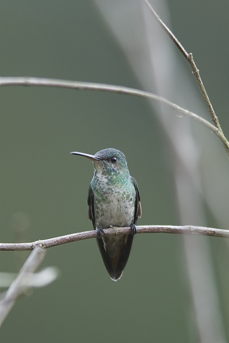 Golden-tailed Sapphire - Marc FASOL