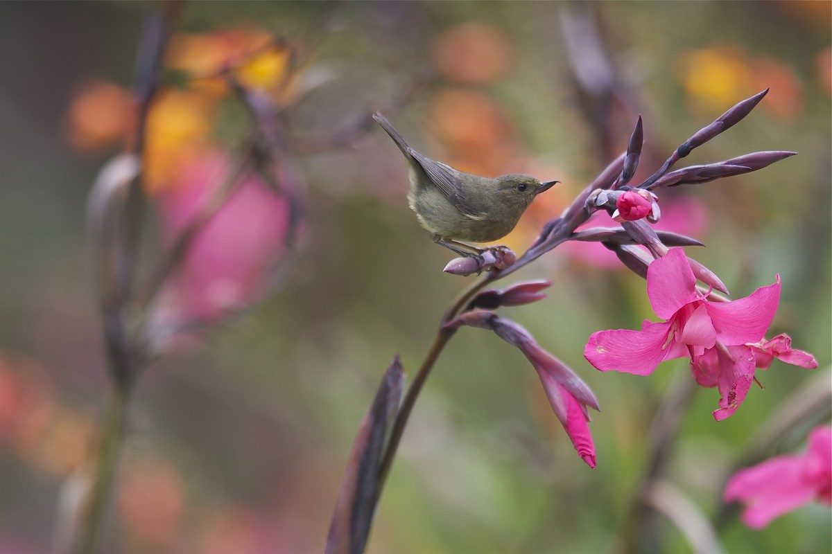 Slaty Flowerpiercer - ML204983021