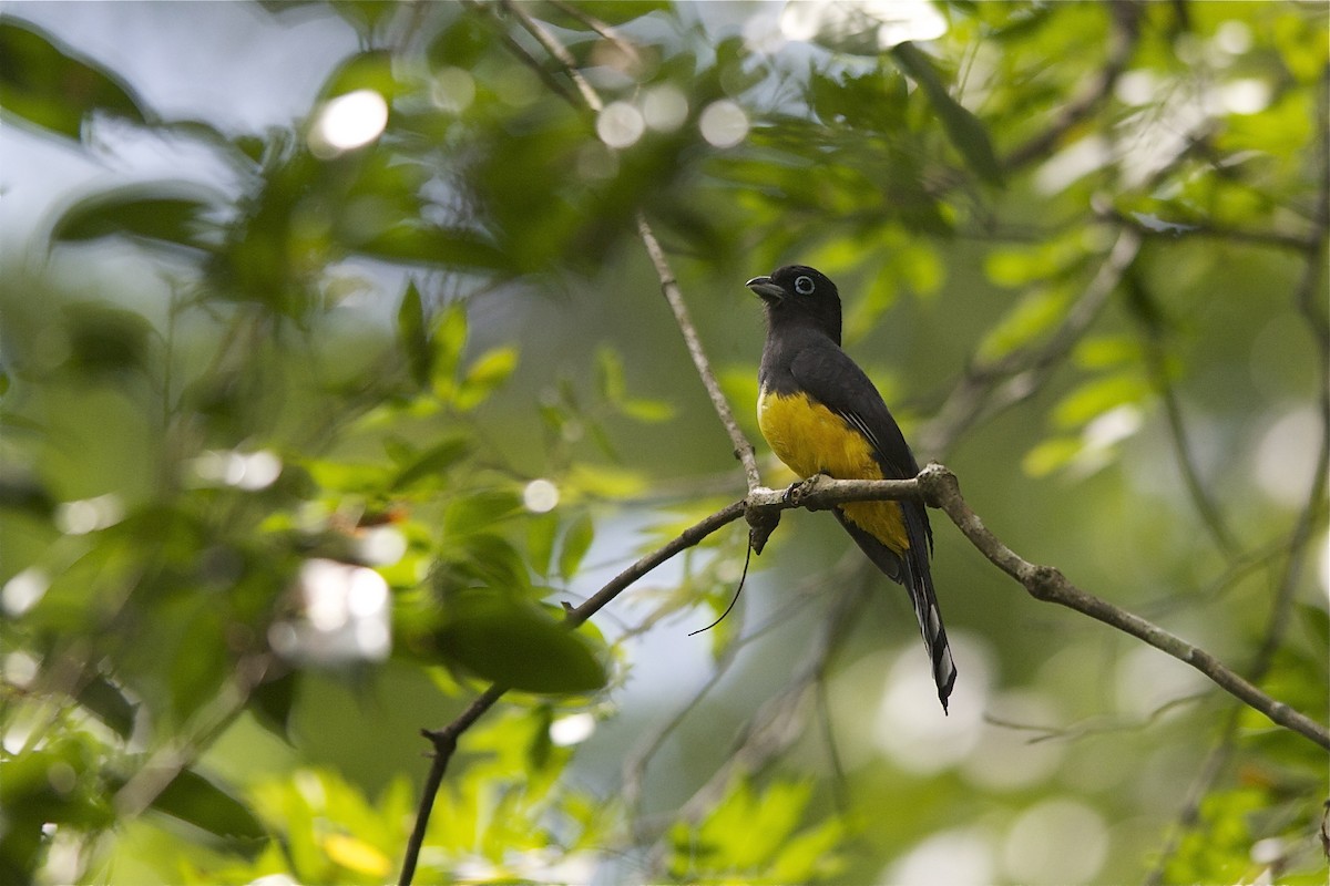 Black-headed Trogon - ML204983091