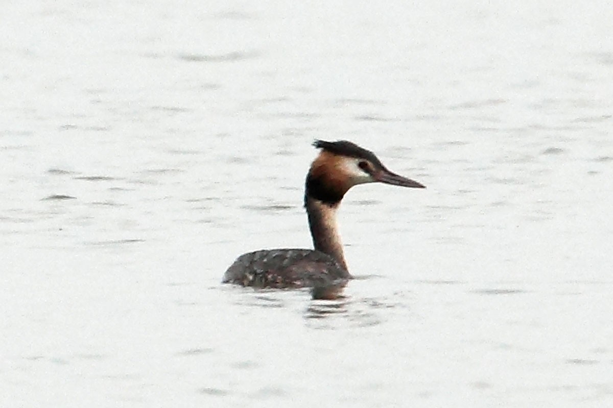 Great Crested Grebe - William Ip