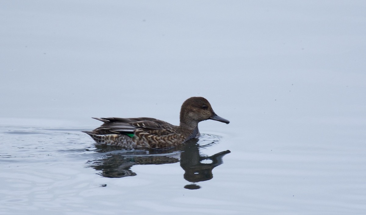 Green-winged Teal (Eurasian) - Eric Francois Roualet