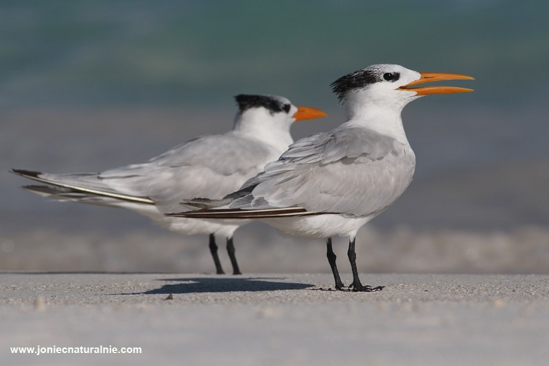 Royal Tern - ML204984591