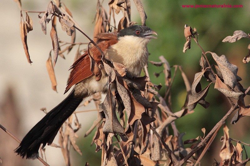 Senegal Coucal - ML204984601