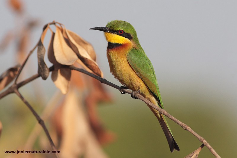 Little Bee-eater - ML204984611