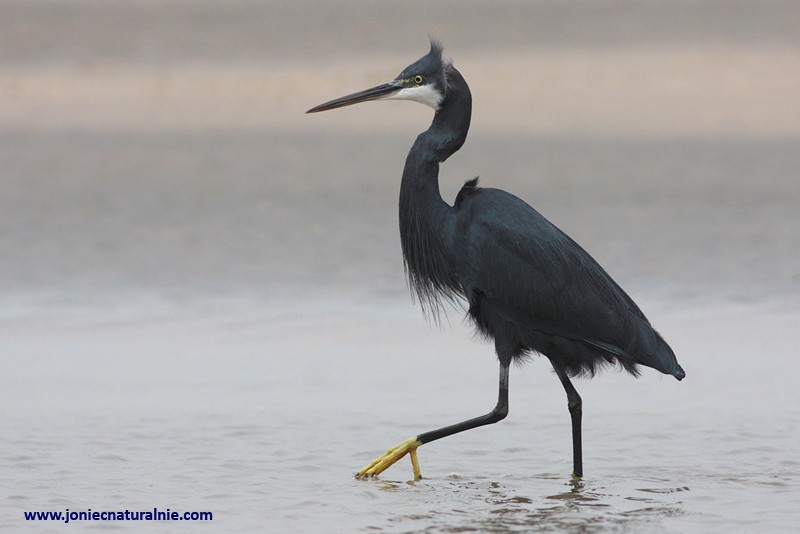 Western Reef-Heron (Western) - ML204984621