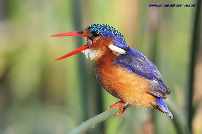 Malachite Kingfisher (Mainland) - ML204984651