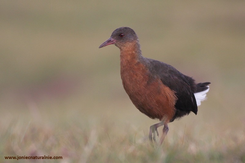 Rouget's Rail - ML204984681