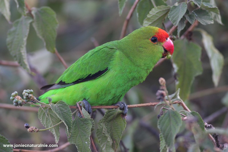 Black-winged Lovebird - ML204984711