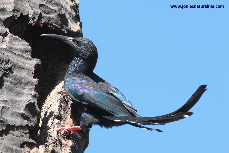 Green Woodhoopoe - ML204984841