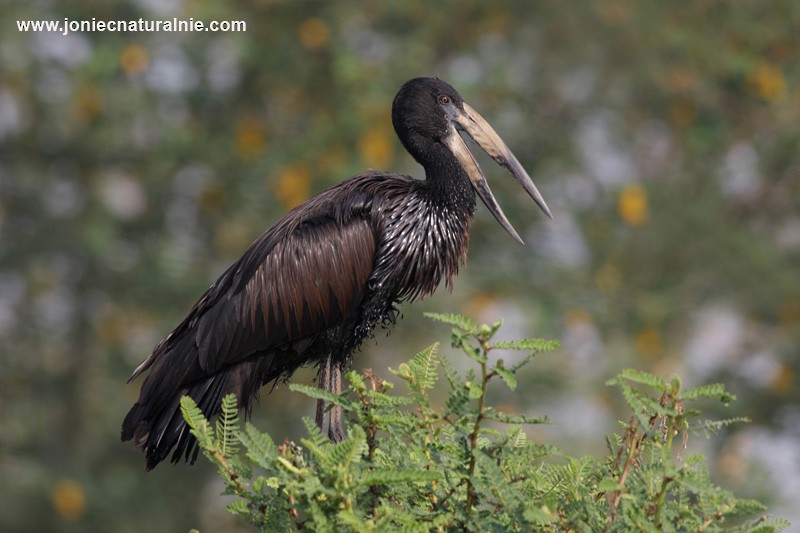 African Openbill - Piotr Jonczyk