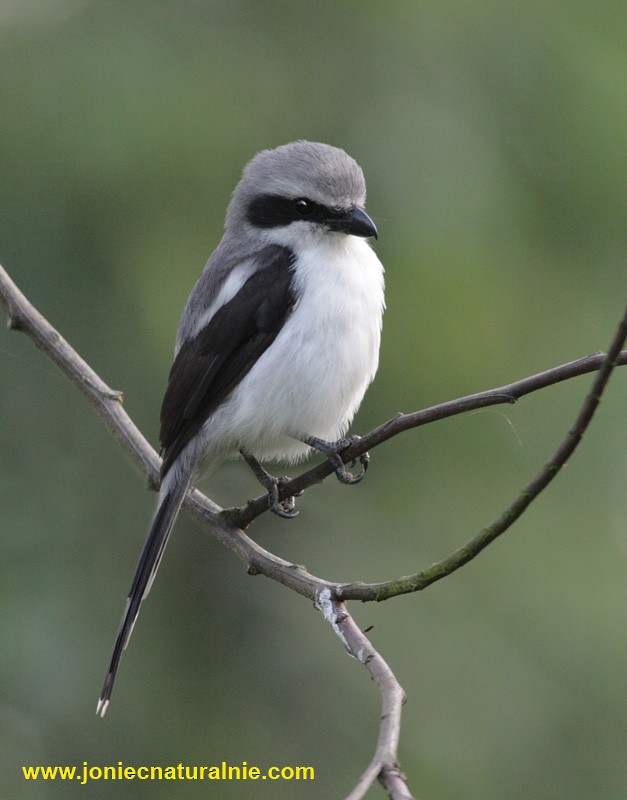 Mackinnon's Shrike - ML204984921