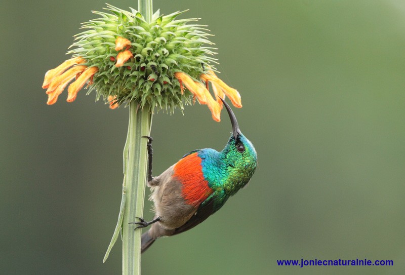 Olive-bellied Sunbird - ML204984931