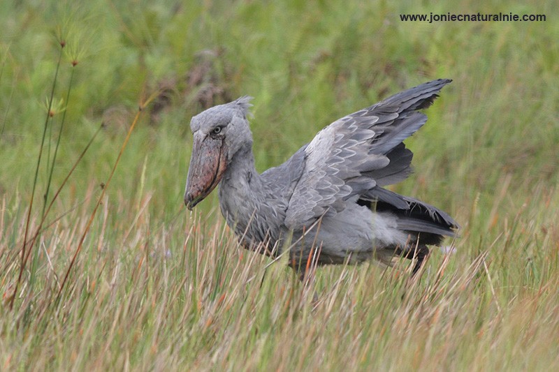 Shoebill - ML204984951