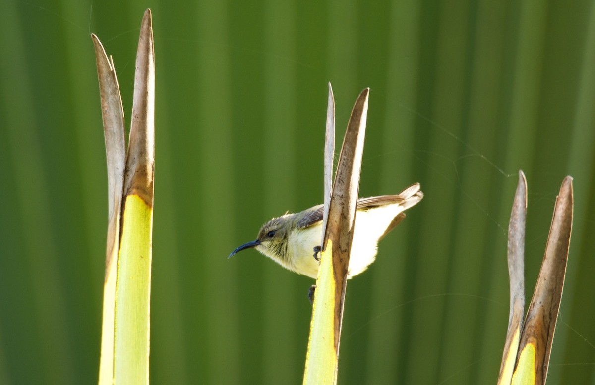 Ziernektarvogel [venustus-Gruppe] - ML204985131