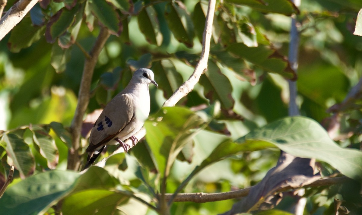 Black-billed Wood-Dove - Eric Francois Roualet