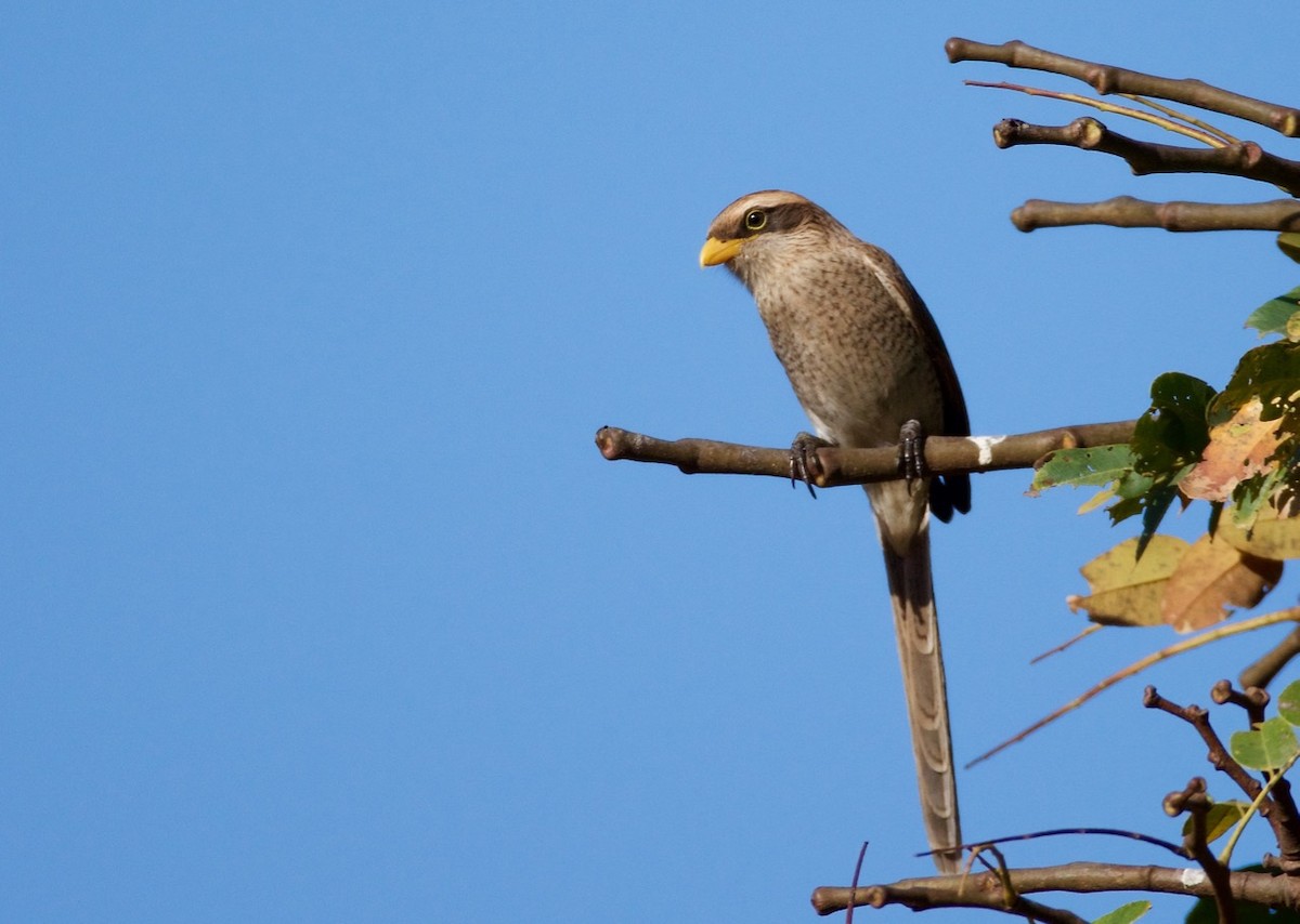 Yellow-billed Shrike - Eric Francois Roualet