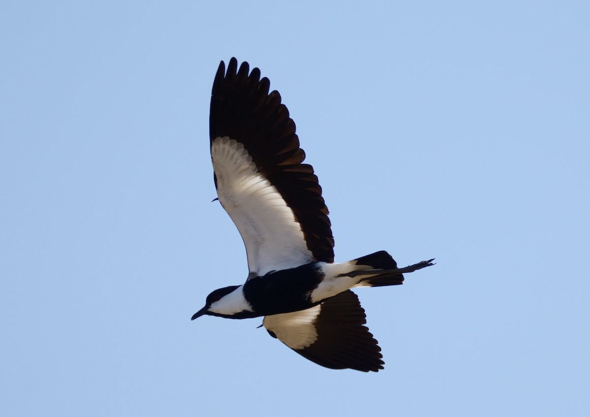 Spur-winged Lapwing - Eric Francois Roualet