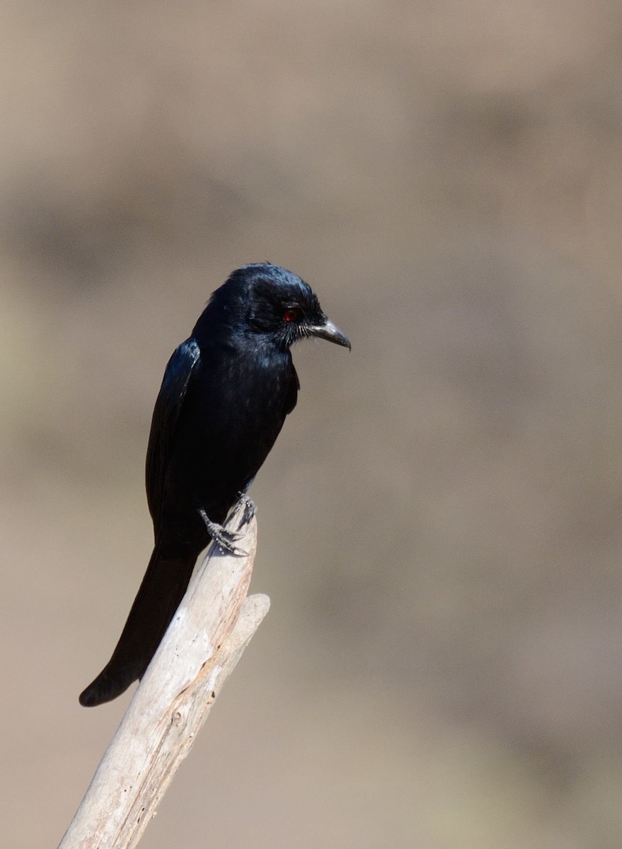 Fork-tailed Drongo (Glossy-backed) - Eric Francois Roualet